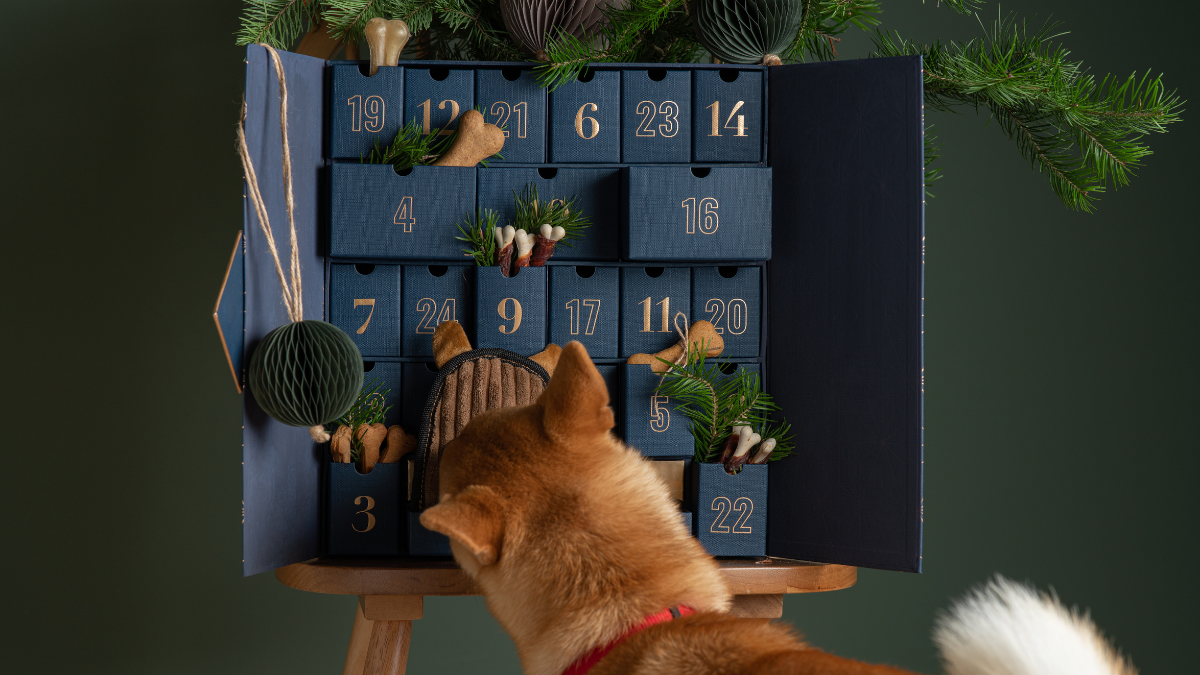 Hund schnuppert am Hunde-Adventskalender