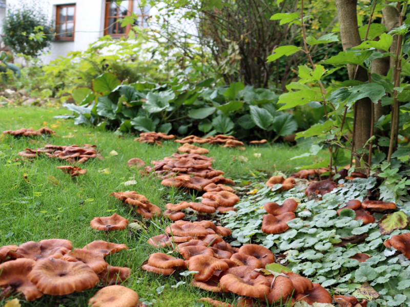 Essig gegen Pilze im Garten: Hilft das wirklich?