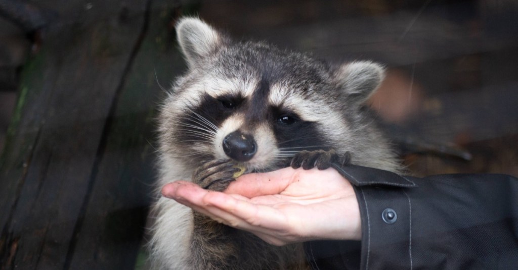 ein Waschbär nimmt Futter aus einer Hand