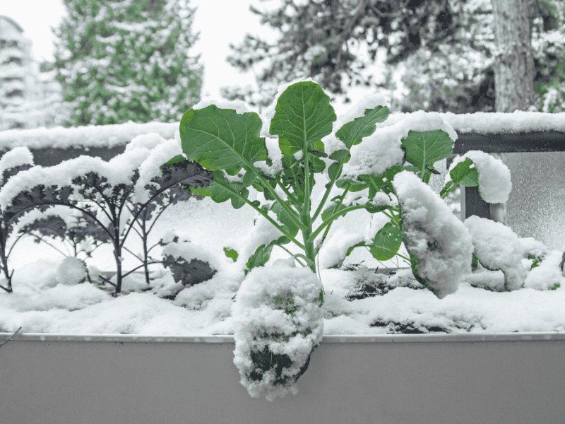 Balkon im Winter nutzen, Wintergemüse im Hochbeet anbauen