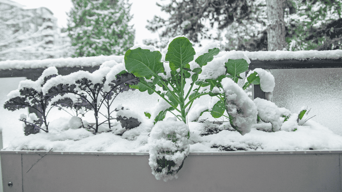 Balkon im Winter nutzen, WintergemÃ¼se im Hochbeet anbauen