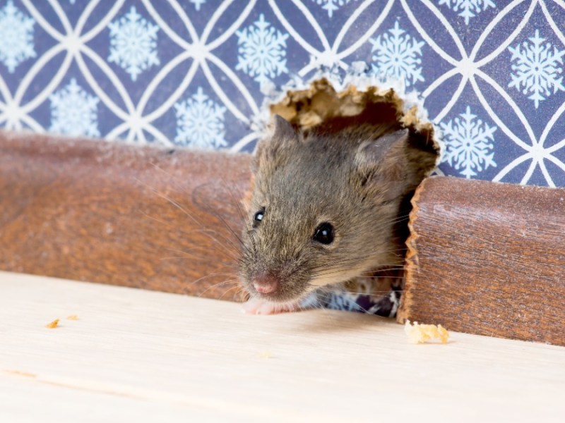 Mäuse in der Wand: eine Maus guckt durch ein Mäuseloch