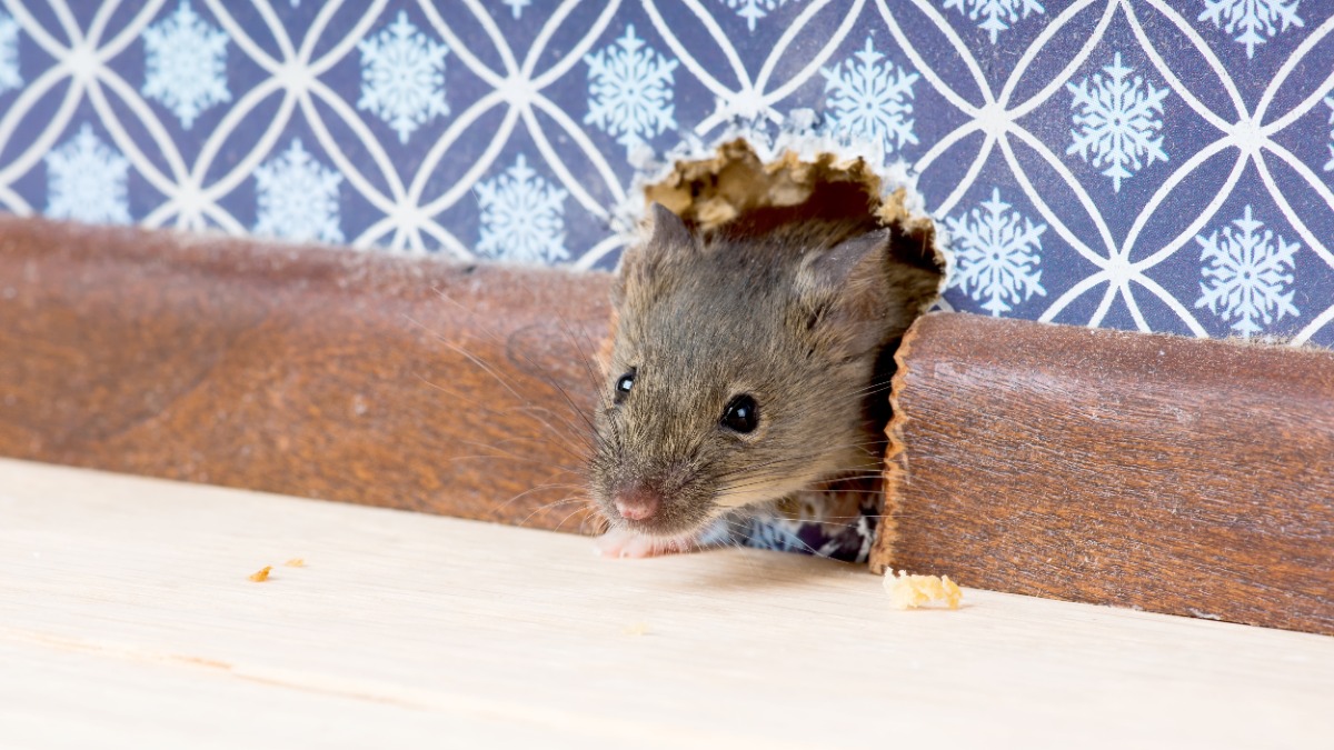 MÃ¤use in der Wand: eine Maus guckt durch ein MÃ¤useloch