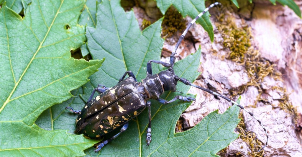 Käfer im Garten: Asiatischer Laubholzbockkäfer