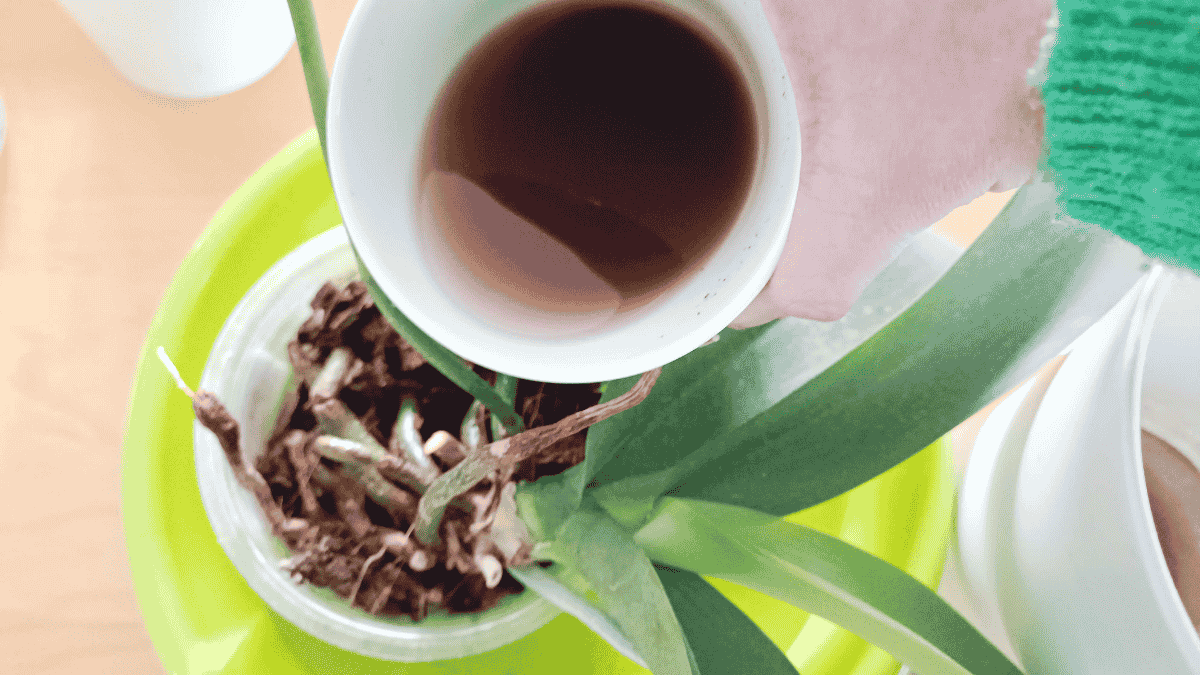 OrchideendÃ¼nger Kaffee