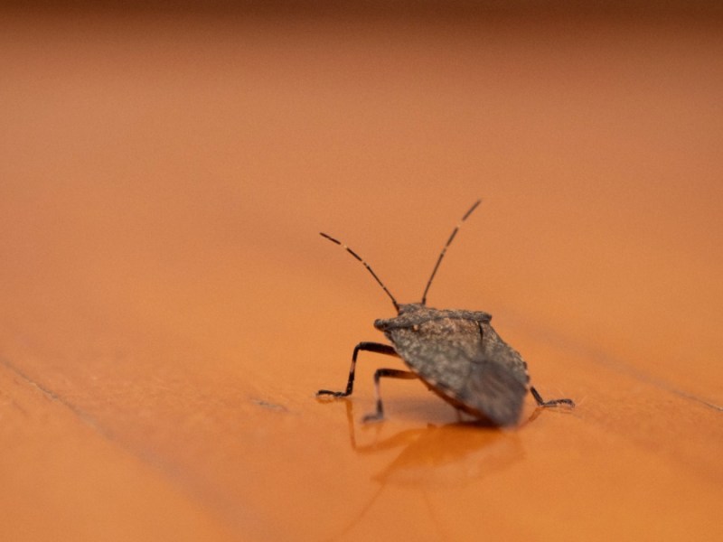 Stinkwanzen bekämpfen: eine Stinkwanze krabbelt über einen orangen Boden