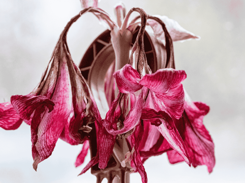 Amaryllis nach der Blüte, verblühte Amaryllisblüten