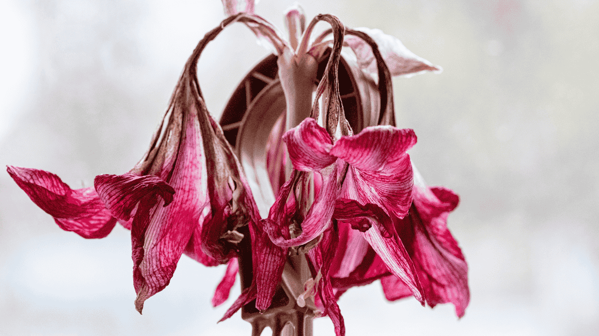 Amaryllis nach der BlÃ¼te, verblÃ¼hte AmaryllisblÃ¼ten