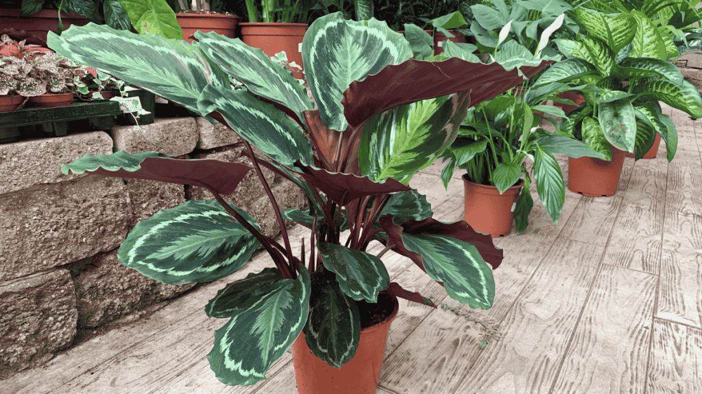 Calathea