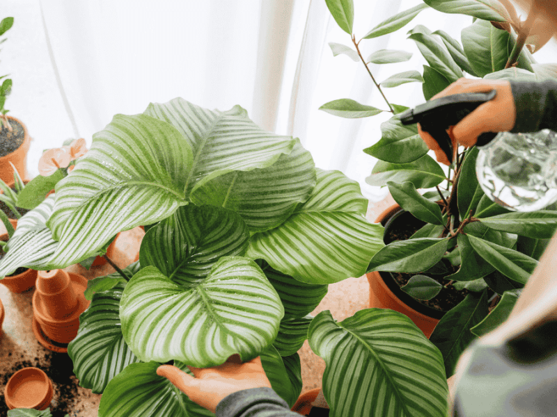 Calathea