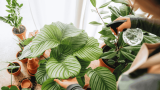 Calathea