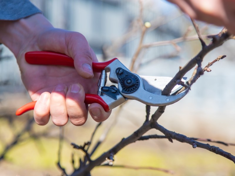 Garten im Februar: 6 Arbeiten, die du diesen Monat noch erledigen solltest