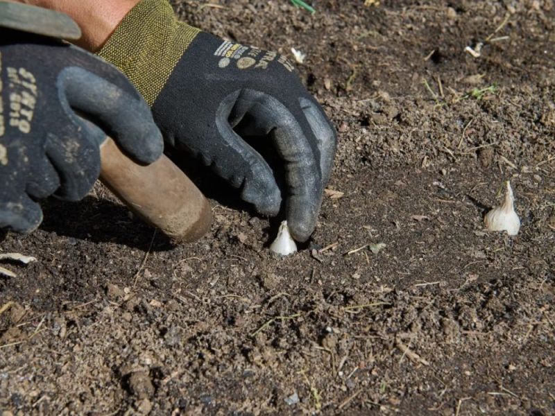 GemÃ¼se wird in einem Garten angebaut und ins Beet gepflanzt.