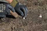 Gemüse wird in einem Garten angebaut und ins Beet gepflanzt.