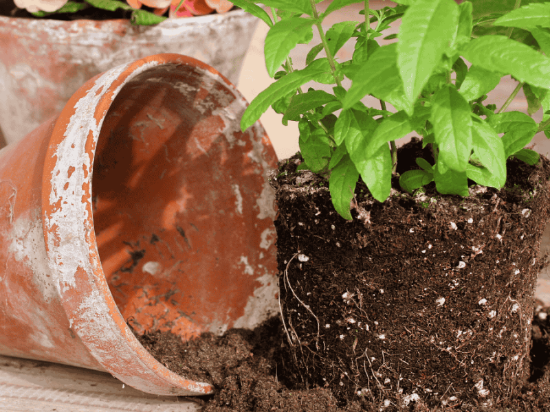 GieÃŸwasser entkalken, Tontopf mit Kalkflecken und -rÃ¤ndern beim Umtopfen einer Verbene liegt umgekippt auf dem Tisch