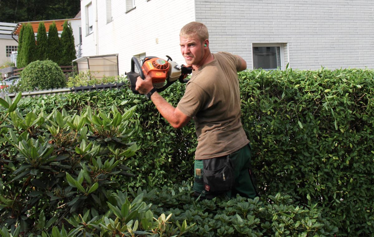 Ein Mann wird beim Hecke schneiden in einem Garten fotografiert.