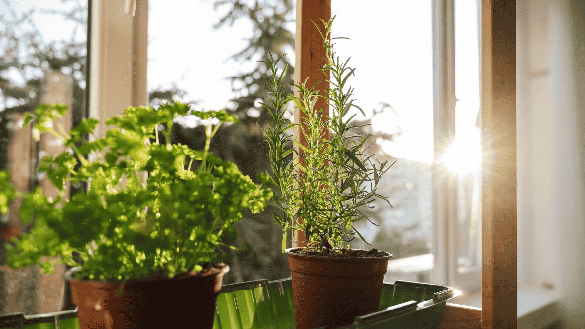 Küchenkräuter auf der Fensterbank im Sonnenlicht