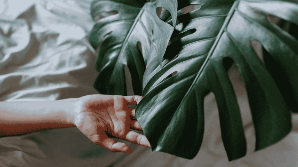 Monstera deliciosa mit großem Blatt, eine Hand berührt das Blatt