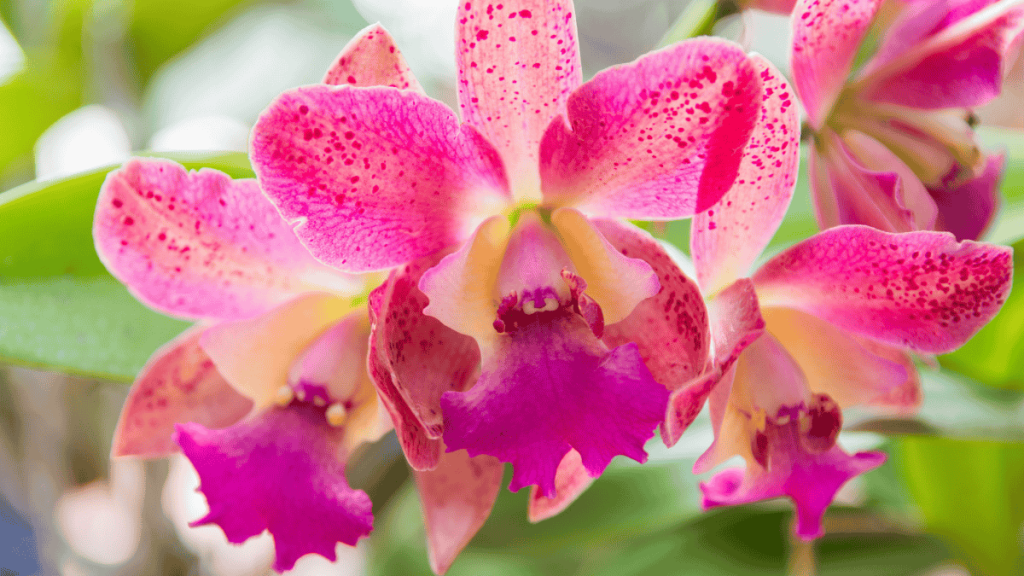 Orchideen-Arten, pinke Cattleya