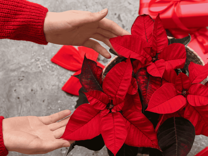 Weihnachtsstern Ã¼bersommern, roter Weihnachtsstern der von zwei HÃ¤nden gehalten wird