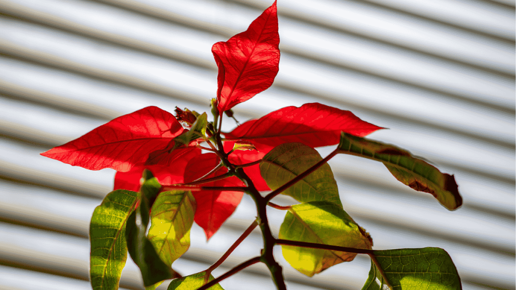 Weihnachtsstern übersommern, roter Weihnachtsstern mit wenig Laub