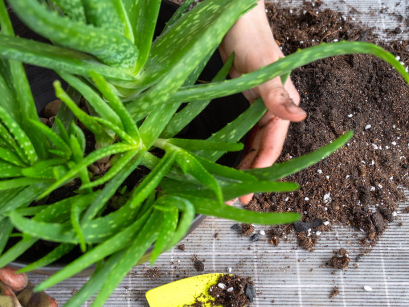 Zimmerpflanzen umtopfen, Aloe vera wird umgetopft, Erde liegt auf dem Tisch