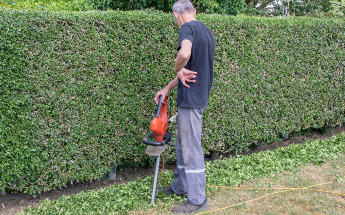 Ein Mann schneidet trotz Heckenschnitt-Verbot die Hecke in seinem Garten mit einer Heckenschere.