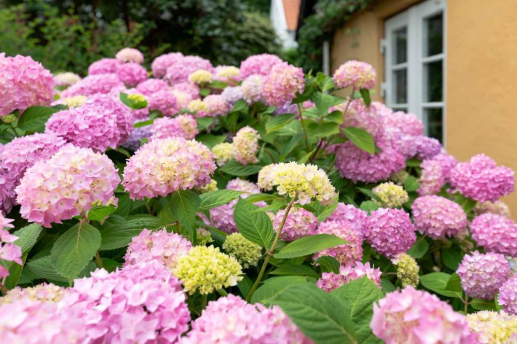 Hortensien mit pinken Blüten in einem Garten.