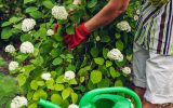 Eine Frau mit Gartenhandschuhen beim Hortensien düngen und pflegen im Garten.