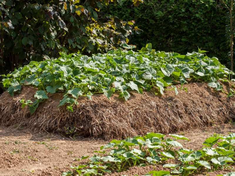 Ein mit Kürbis bepflanztes Hügelbeet in einem Garten.