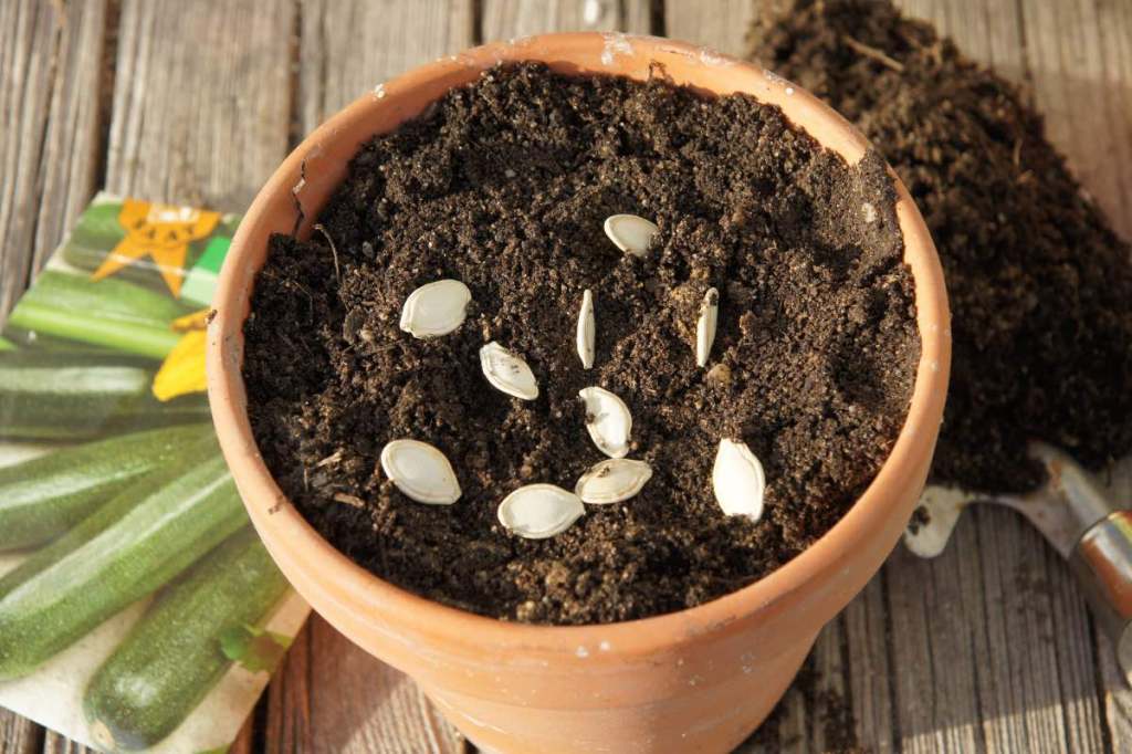 Kürbissamen liegen in einem Blumentopf mit Erde zur Aussaat.