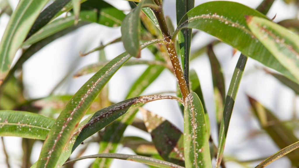 Schildläuse an einem Oleander. So bekämpfst du das Ungeziefer an deinen Zimmerpflanzen.