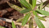 Ein Oleander, der von Schildläusen befallen ist.