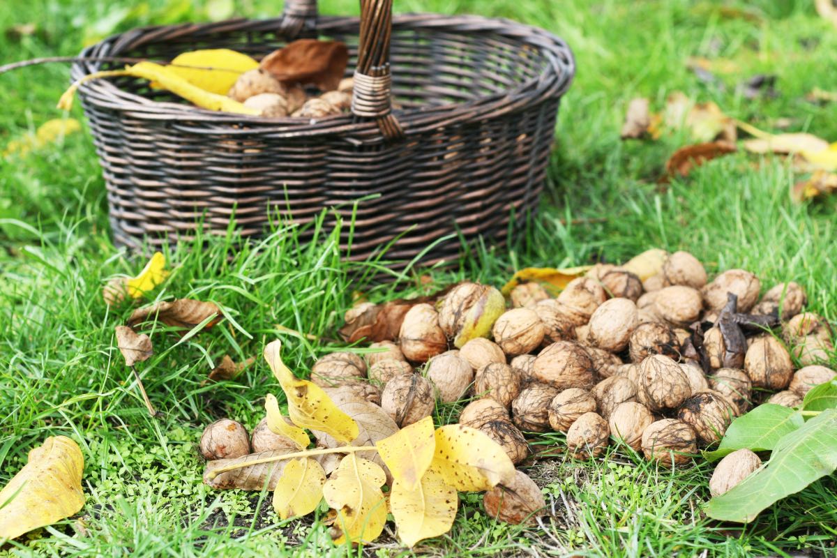 Ein Haufen Walnüsse, von einem Walnussbaum in einem Garten geerntet, liegt neben einem Korb auf einer Wiese.